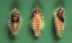 pupae on green background, multiple views.