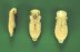 pupae on green background.