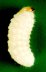 larva on green background.