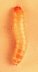 larva on orange background.