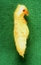 pupa on green background.