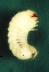 larva on green background.