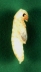 pupa on green background.