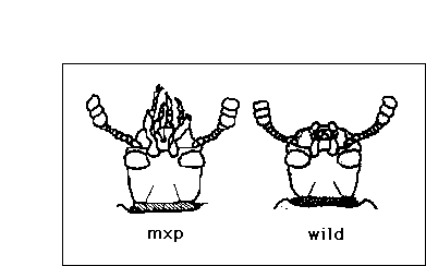 Illustration of mxp mutant