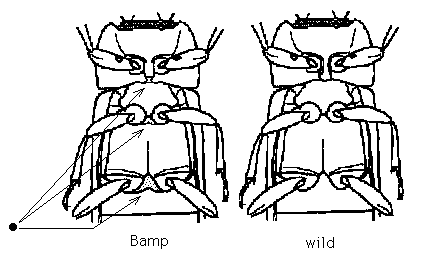 Illustration of Bamp-31 mutant