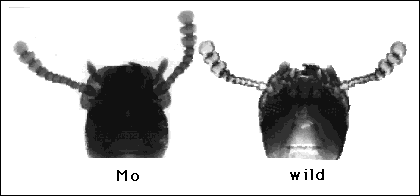 Illustration of Mo mutant